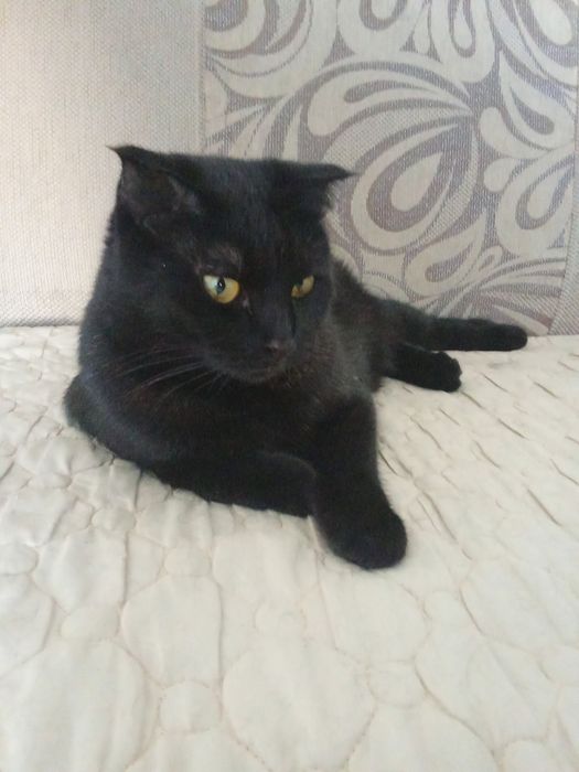 Багира ищет любящий дом