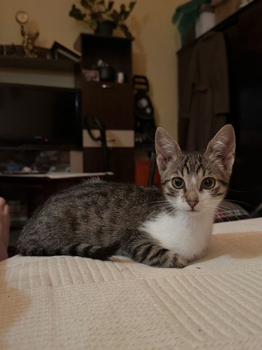 Motanel Extrem de Lipicios pentru adoptie