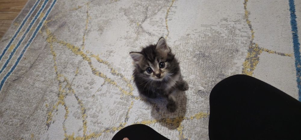 Отдам котят  в хорошие руки