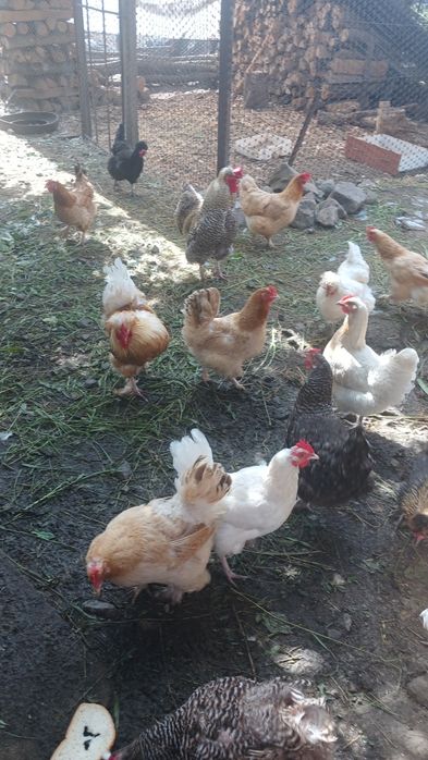 Oua pt incubat de la gaini de casă