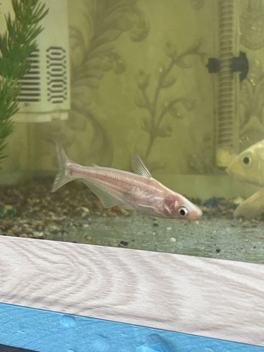 Koi platinum 3 ta 1 ta pangasius mirni