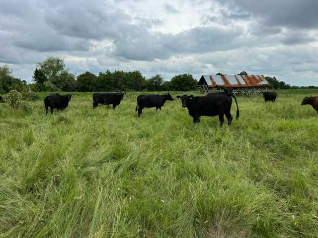 Vaci , vitei , juninci Aberdeen Angus