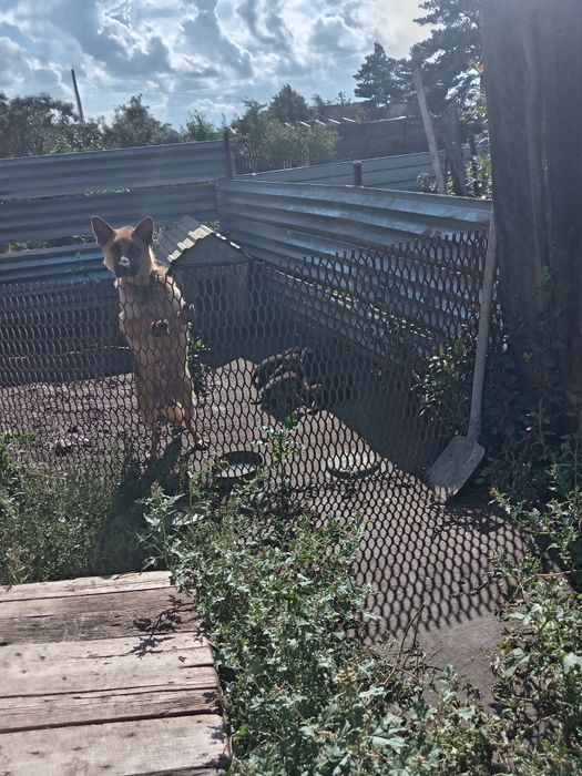 Щенки овчарки немецкой