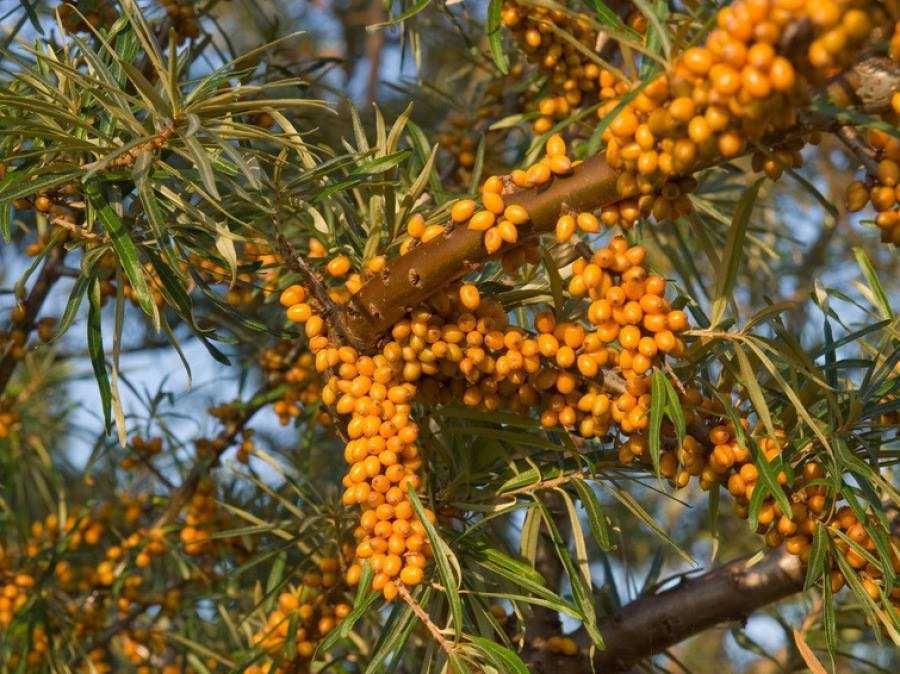 Облепиха (Hippophae) - Растения и Плод