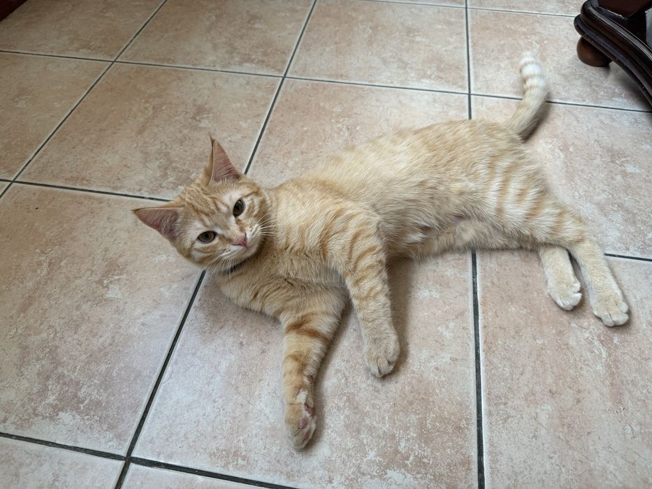 Подарю кота в добрые руки