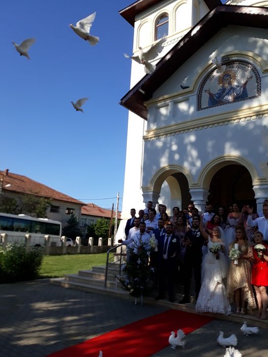 Porumbei pentru momente de vis