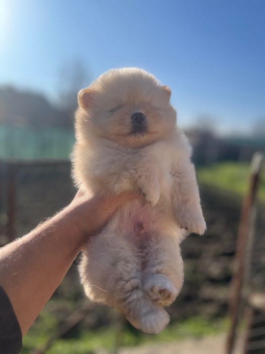 Мини померанчета