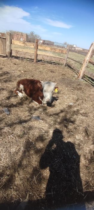 Продам быков торг есть