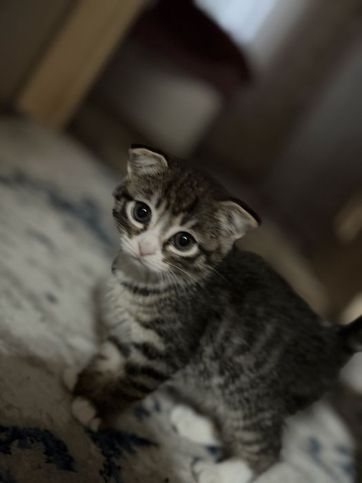 Котенок скотиш фолд