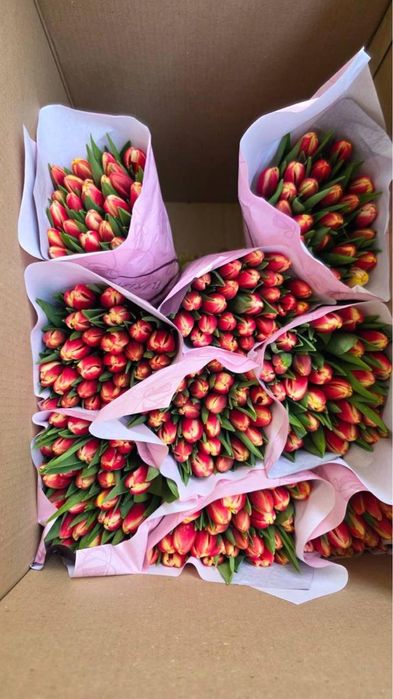 тюльпаны 295 тг Қызғалдақ