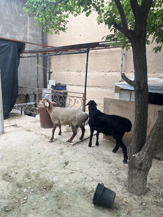 3ta qóchqor bor sotiladi