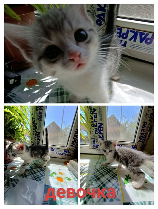 Котята очень ласковые