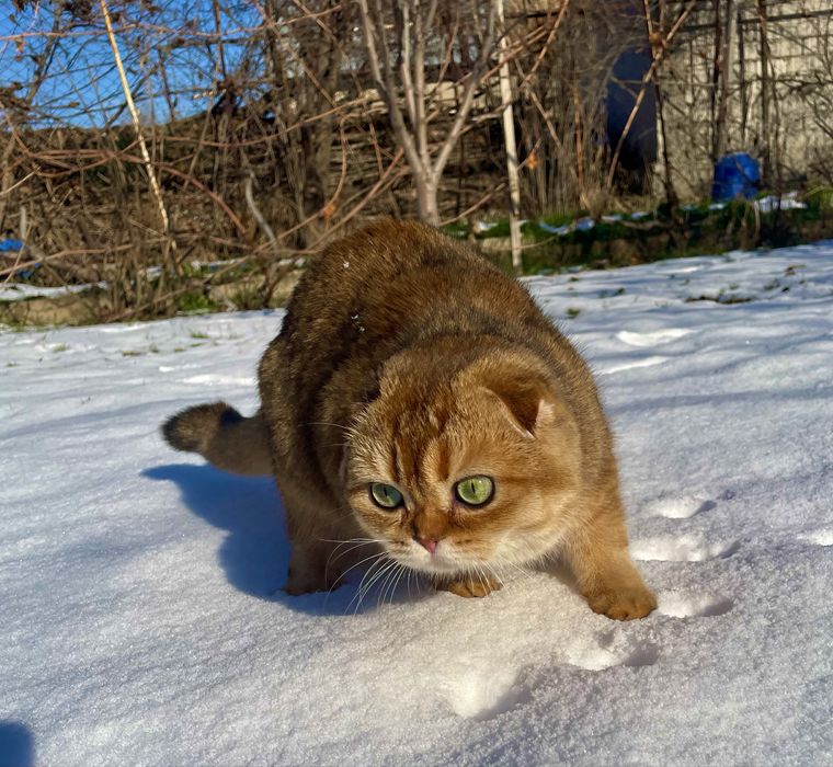 Шикарный Зеленоглазый скотиш фолд