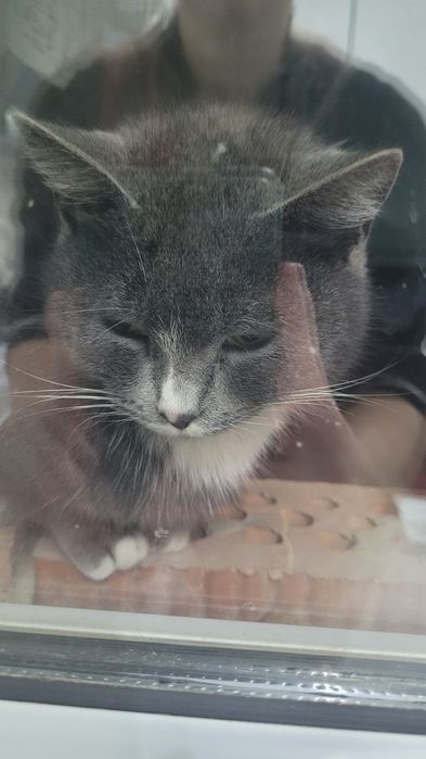 Кошка потеряшка Кот в добрые руки