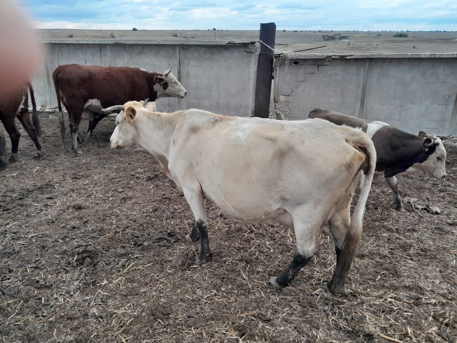 Обмен КРС продажа