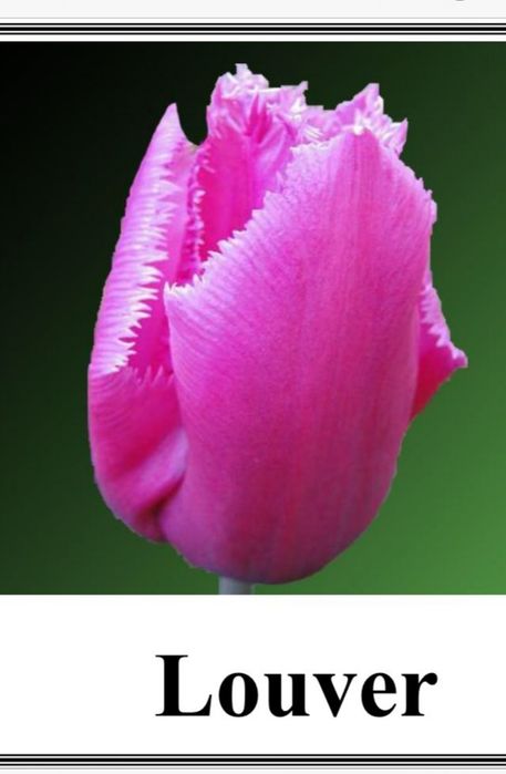 Тюльпаны, свежие с теплицы