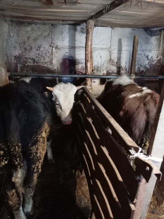 Продам два бычка находится в Кокшетау