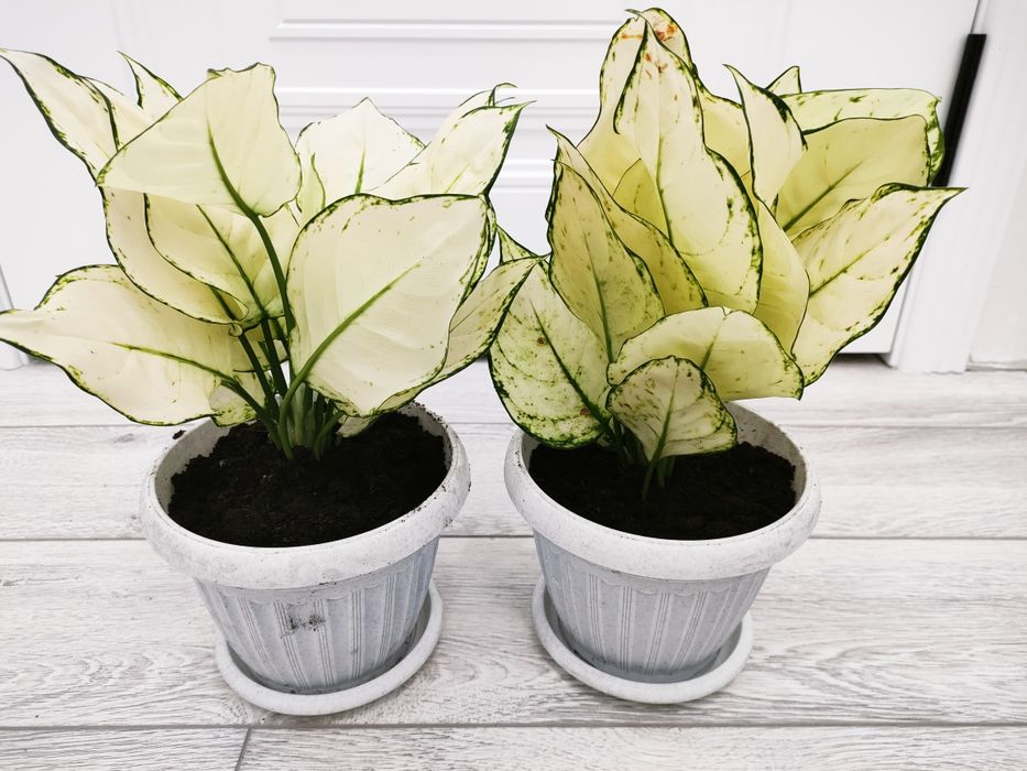 Комнатные цветы.  Доставка