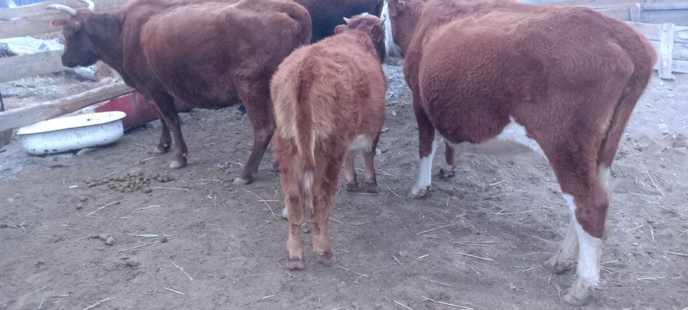 Бұзаулар подсос ұрғашы