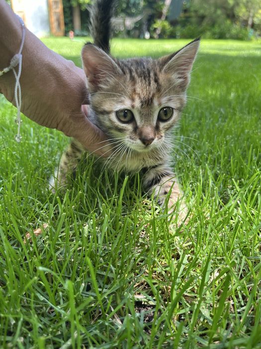 Котенок в добрые руки