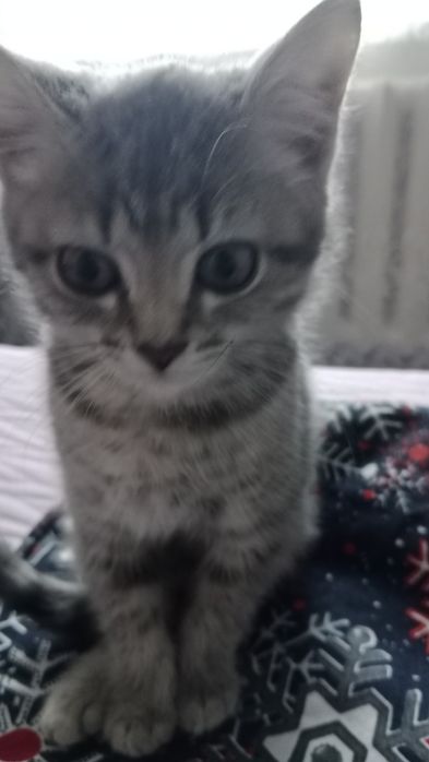 Отдам котенка мальчик