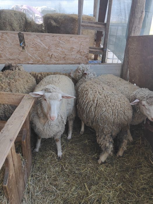 Oi mioare cu miei (toate sunt mieluțe) metis dorper