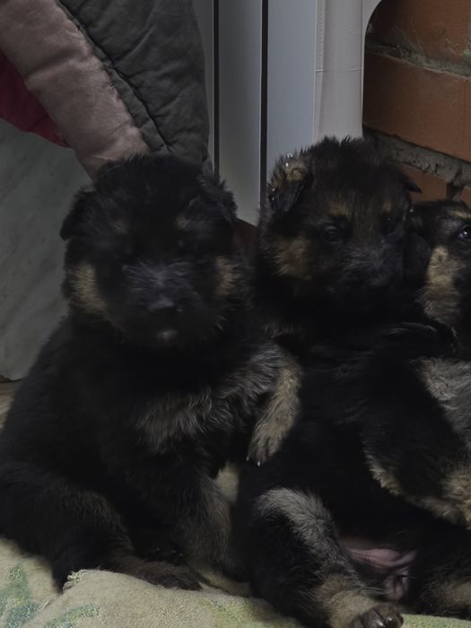 Щенки немецкой овчарки