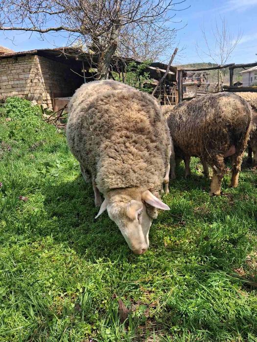 Овце и два коча цена по договаряне