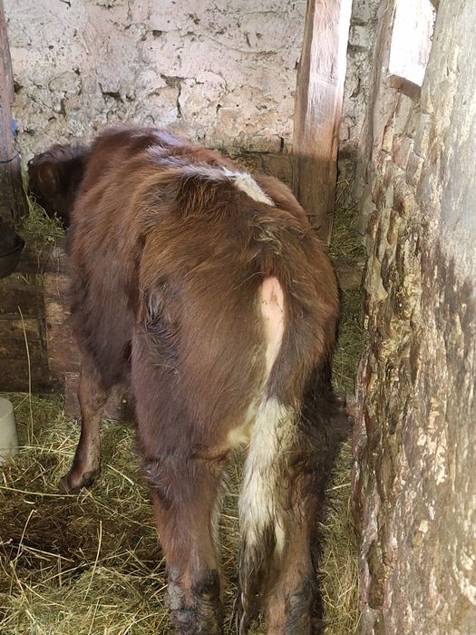 Vând tauras ,din vaca baltata!