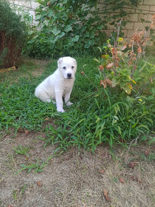 Продам  Щенков Алабая, бронирование