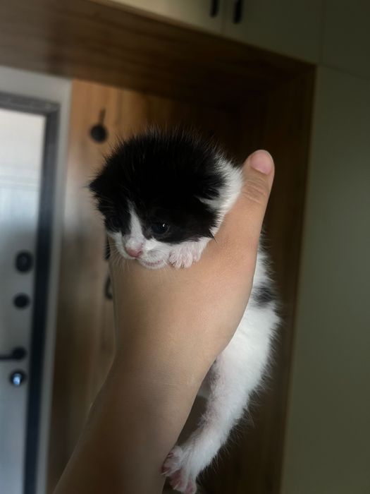 Котенки, месячные
