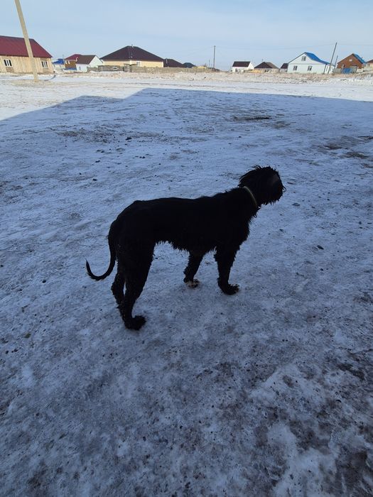 Продам тазы рабочи