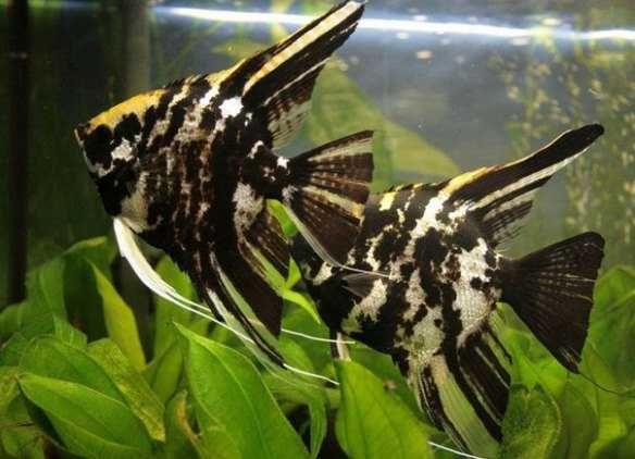 Аквариумная рыбка-Скалярия