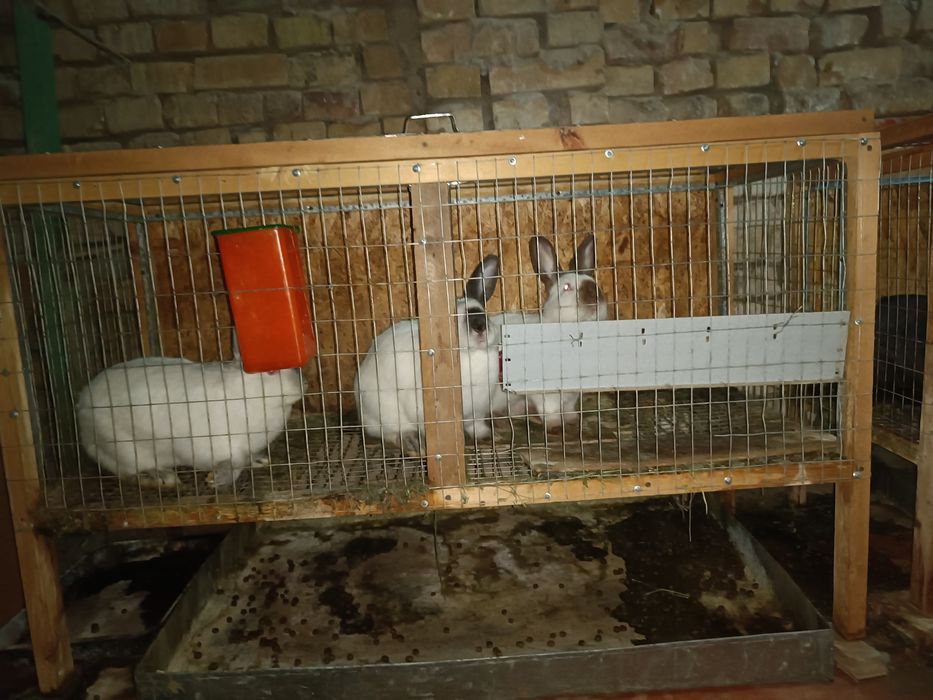 Продается кролики 12шт со клетками ОПТОМ