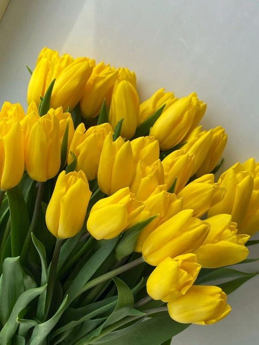 Тюльпаны свежие Алматы | 8 марта | Опт и розница