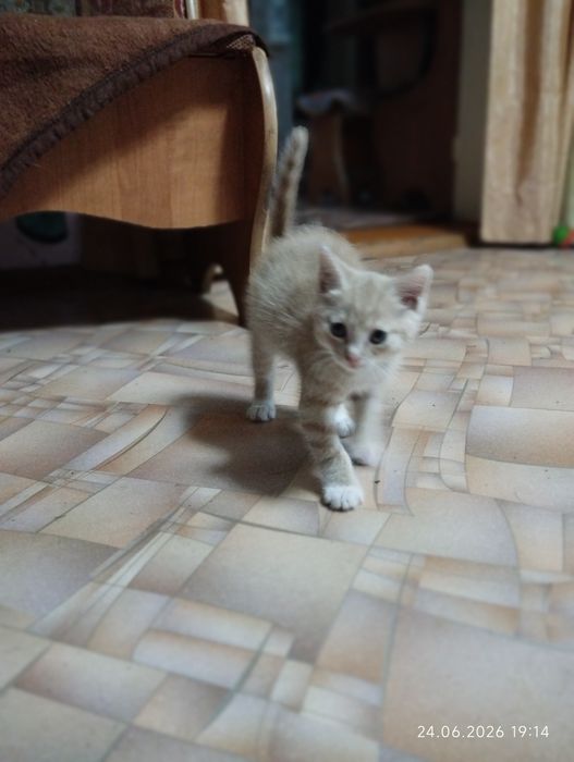 Симпатичный котенок мальчик
