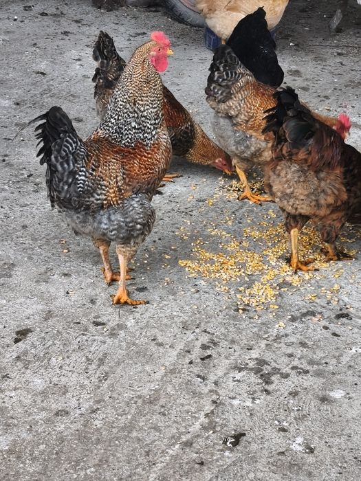 Vând  cocosi și ratoi