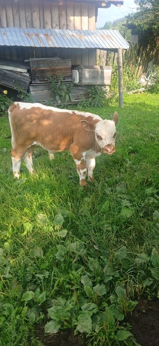 Junincă angus cu vițel