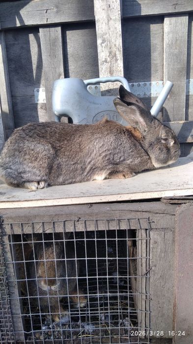 Продам крола на племя