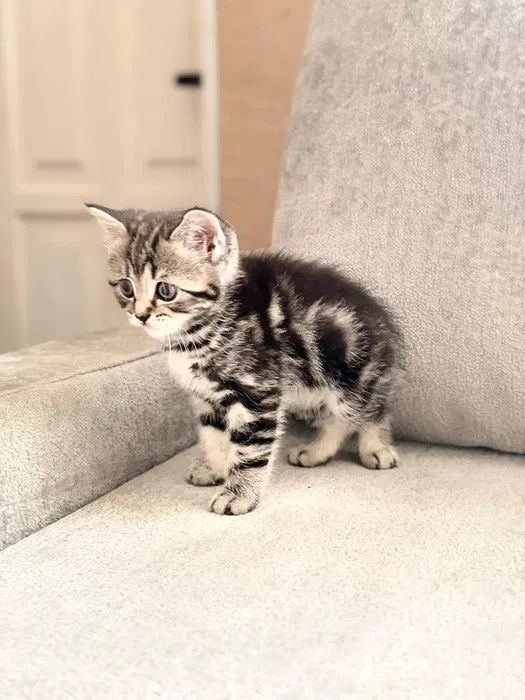 шотландские прямоухие котята