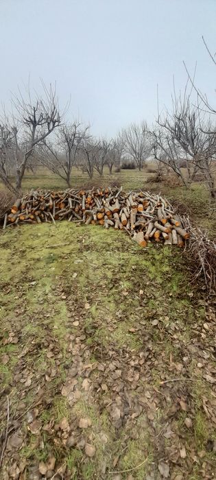 Утин сотилади кесиб куйилган таёр