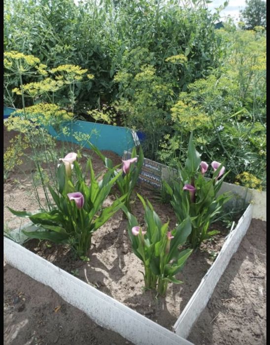 Продам саженцы Каллы