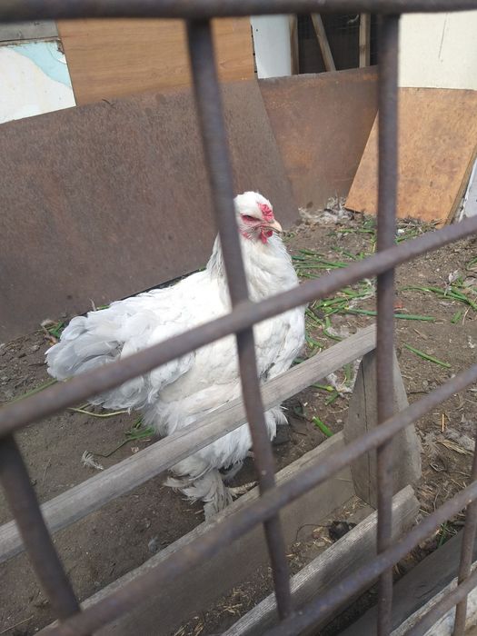 Продам курей браммы