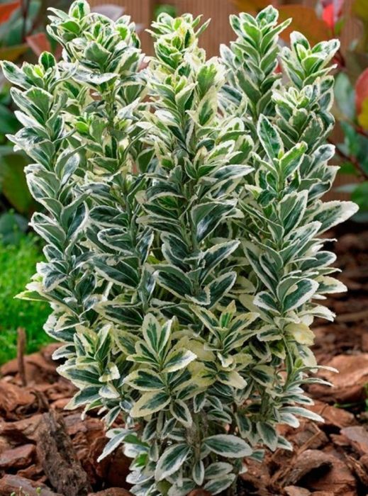 Самшиты и Бересклеты