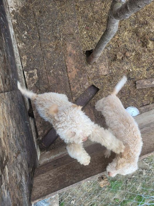 Pereche de pui de rasa Lagotto Romagnolo