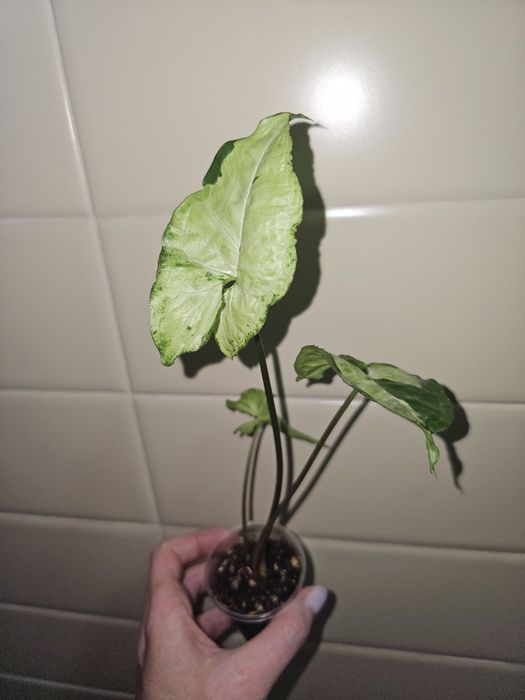 Сингониумы разные