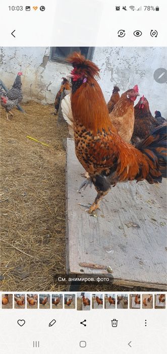 Продам петушка павловское золото