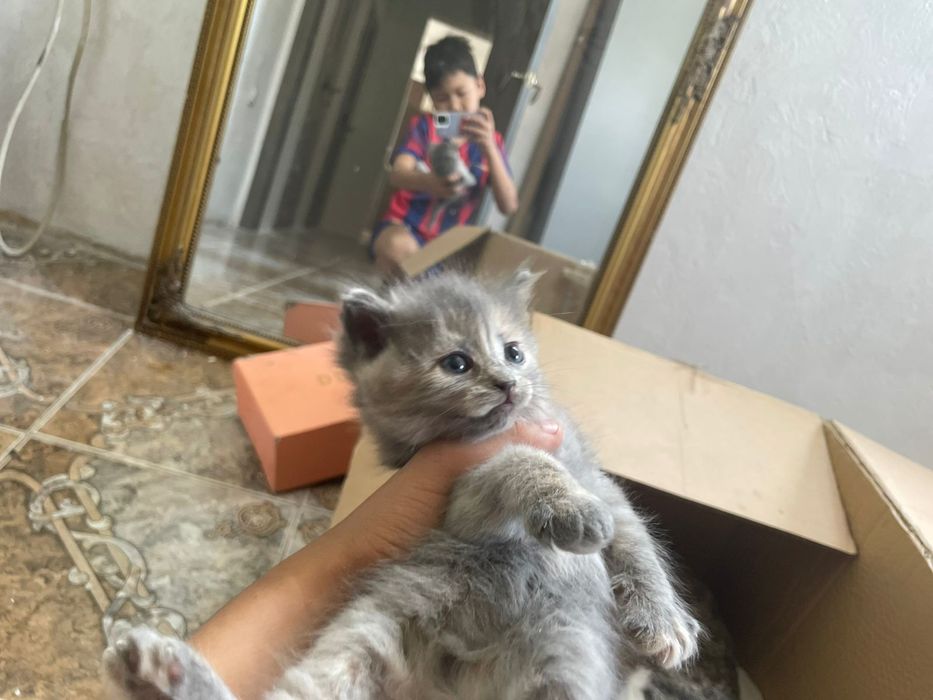 мейн кун  котик пародистый