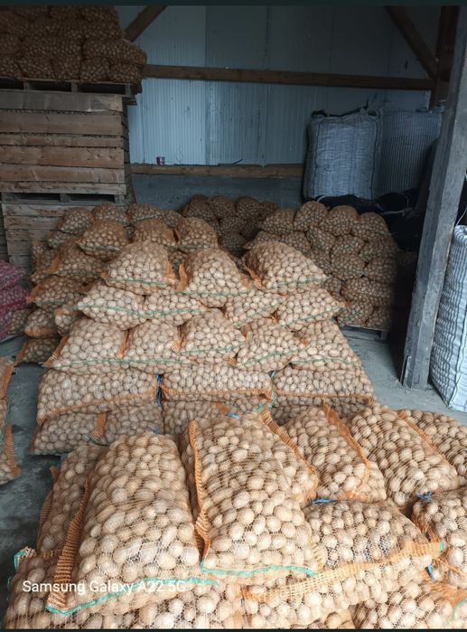 Cartofii de samanta galben si rosu