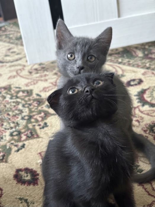 Отдам котят в добрые руки